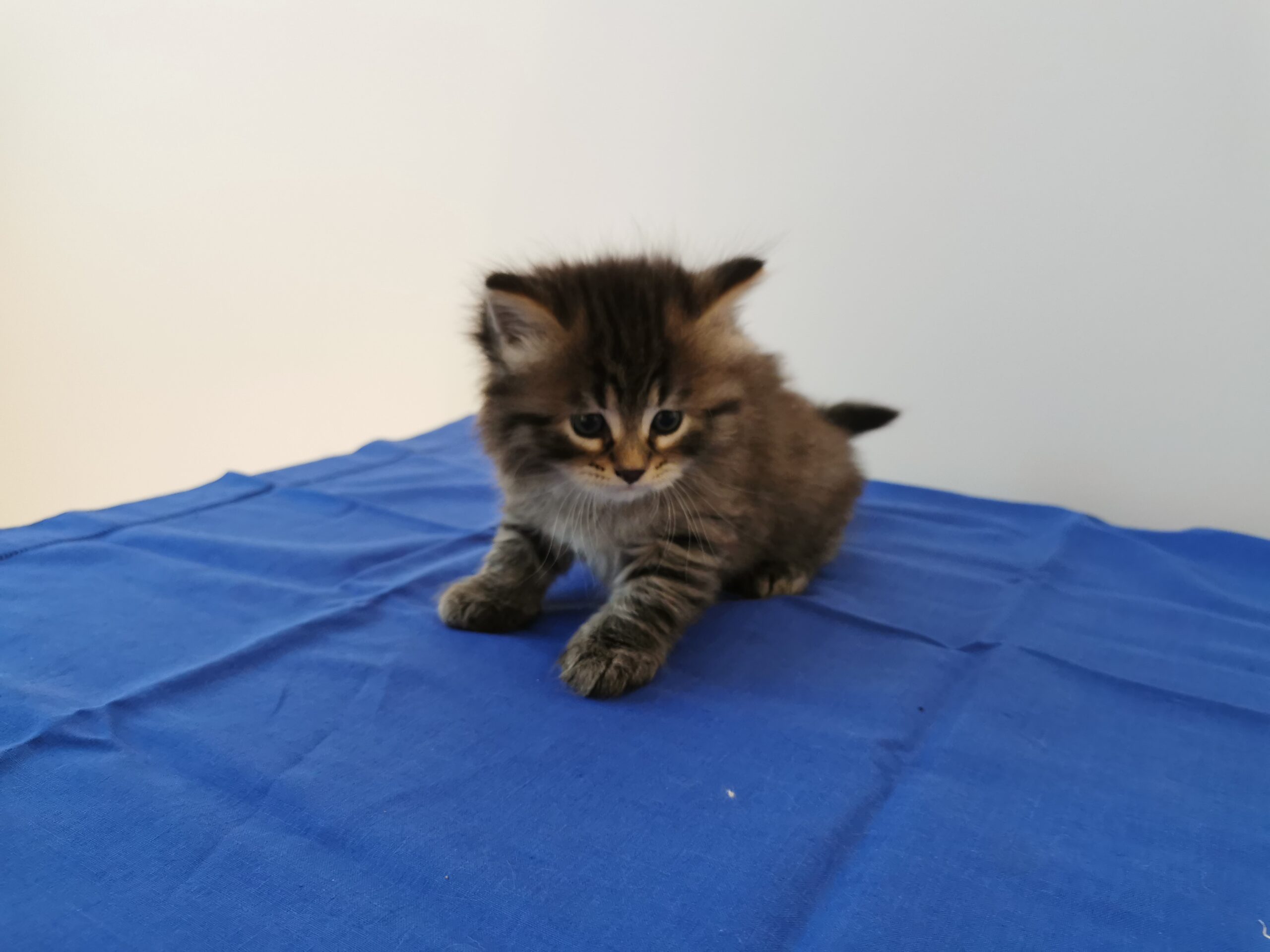 Garfield - 5 Wochen alt